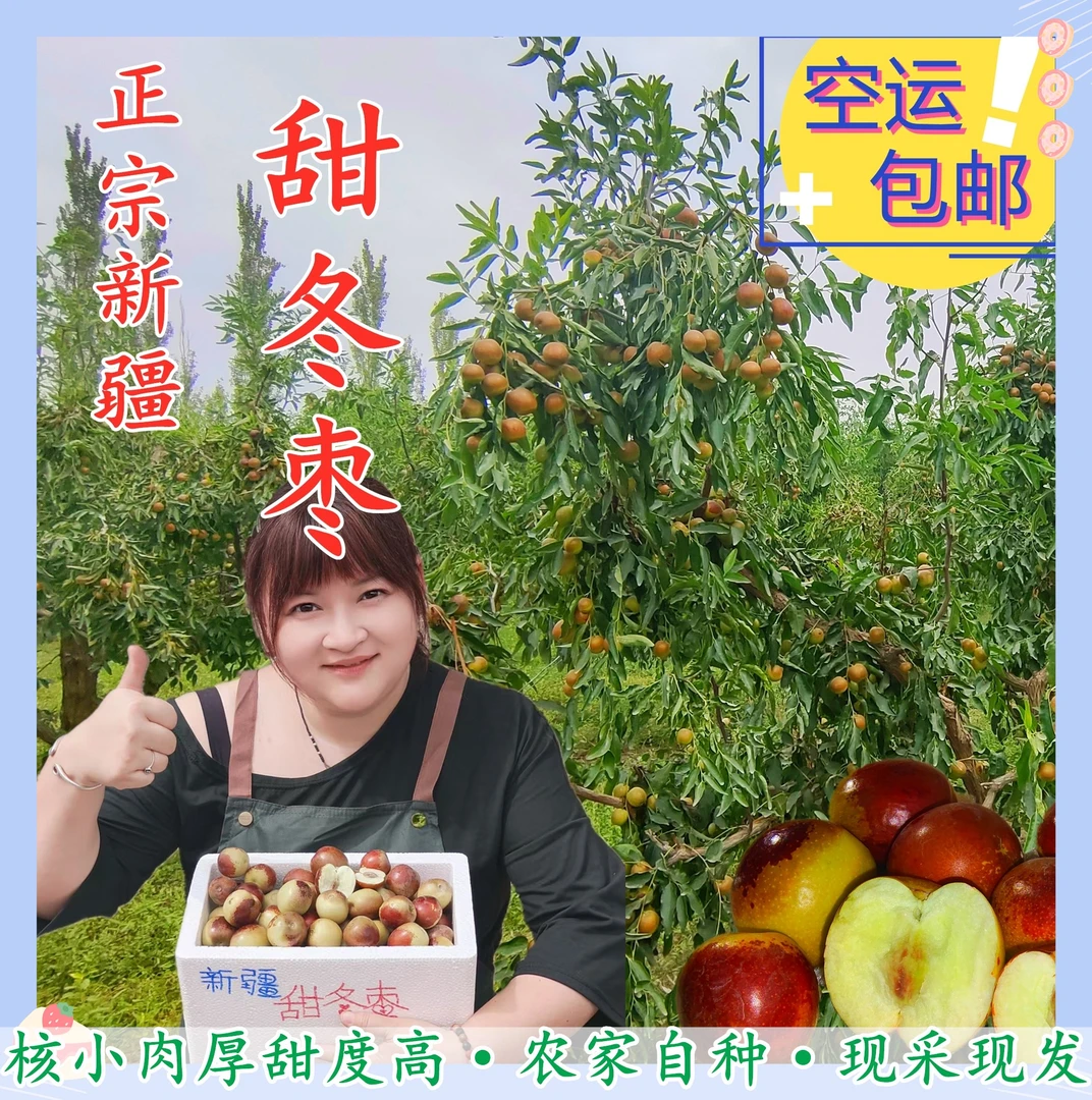 冬枣被人包园子一起采摘走啦 没有啦 明年再来下单吧