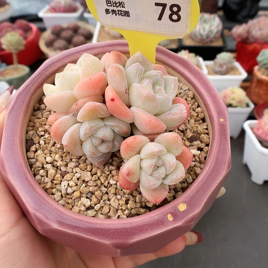 78四头黄粉体果冻冰玉