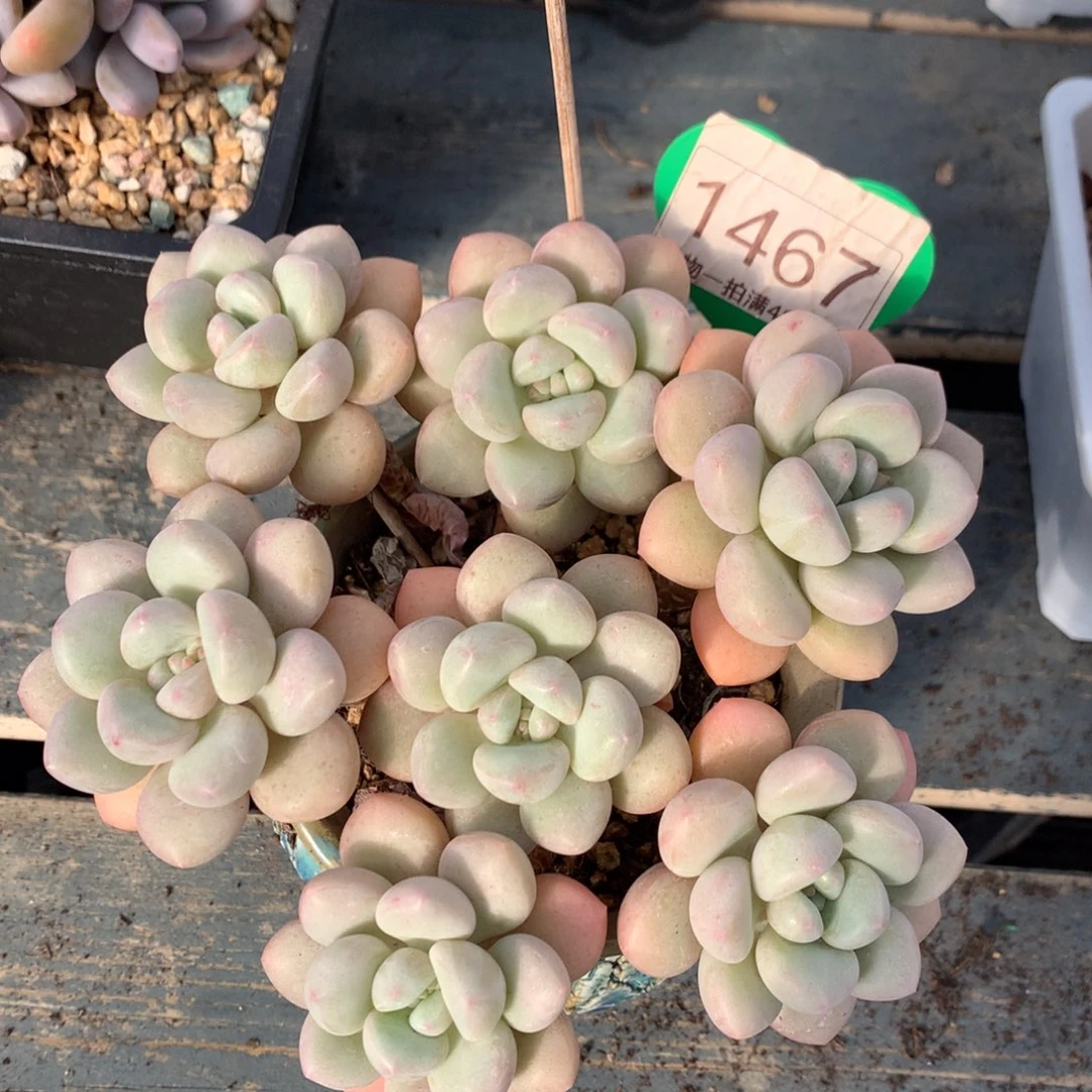 泡泡糖老桩无砍平头捧花1467