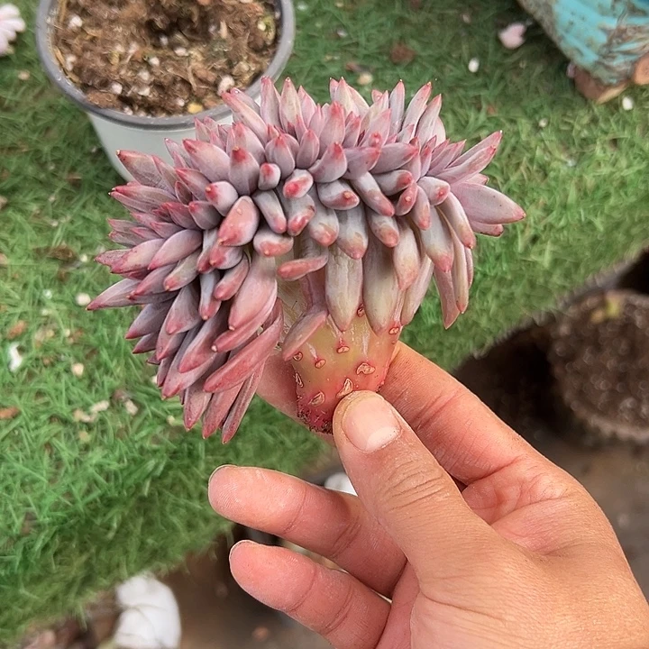 虞美人群生缀化多肉