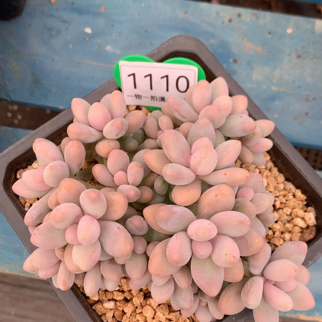 蜜多丽无砍平头1110