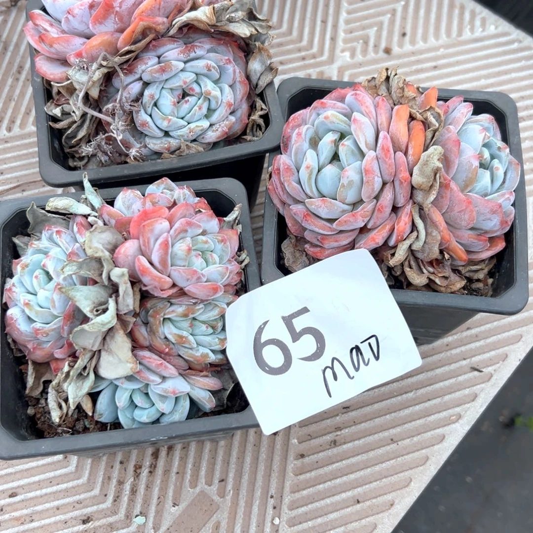 m****o65-）好喜欢喝茶不错吧