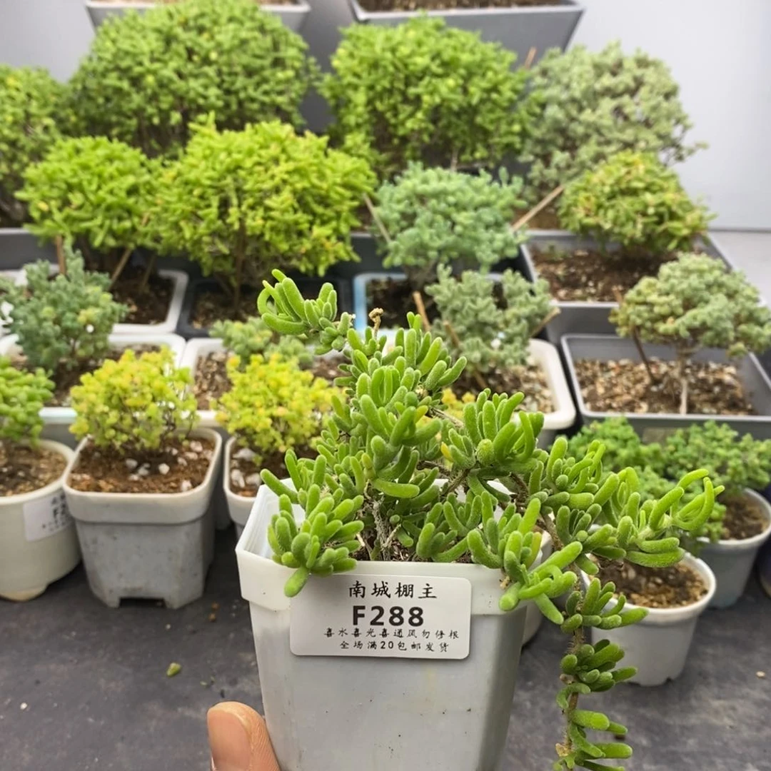 288荧光兔枝干番杏