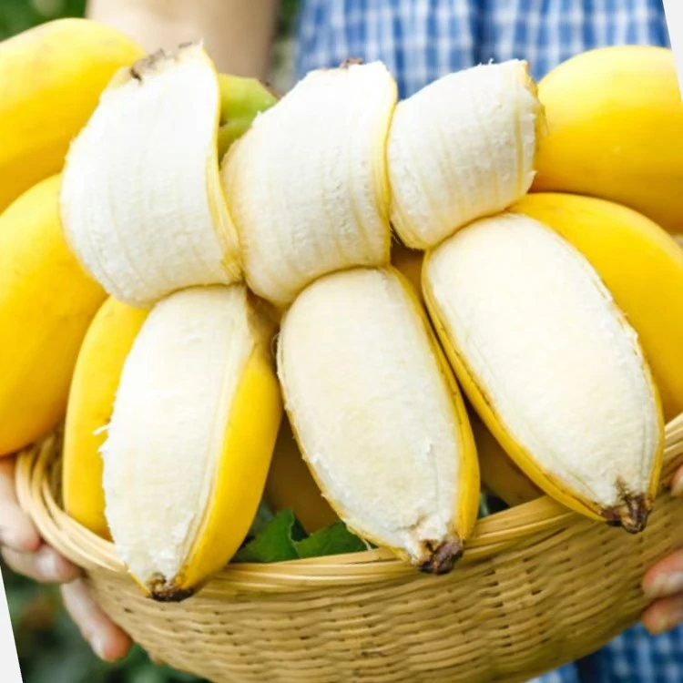 广西正宗苹果蕉现摘现发当季新鲜水果软糯香甜