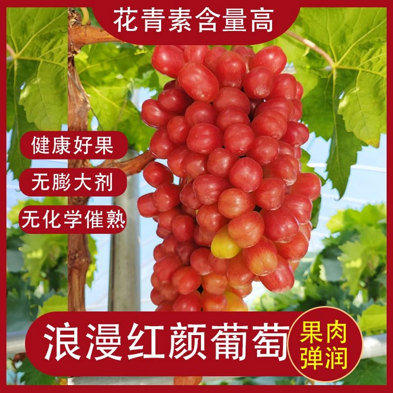 顺丰发货浪漫红颜葡萄应季新鲜水果提子脆甜多汁现摘发货