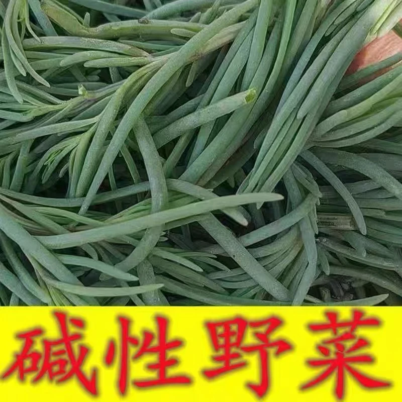 京东包邮      天津静海  纯野生盐碱地黄须菜  新鲜发货