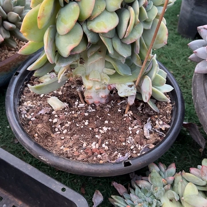 大鸡腿桩白凤缀化