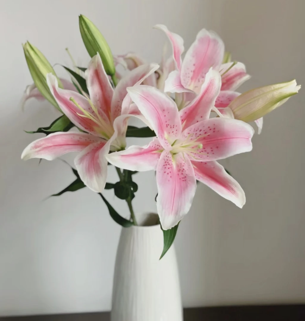 （曼曼）香水百合10个花苞含2个花苞防损鲜花任意2单包邮