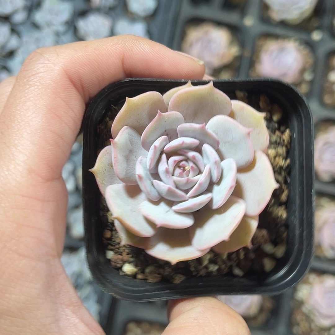 精品露娜莲带盆土发