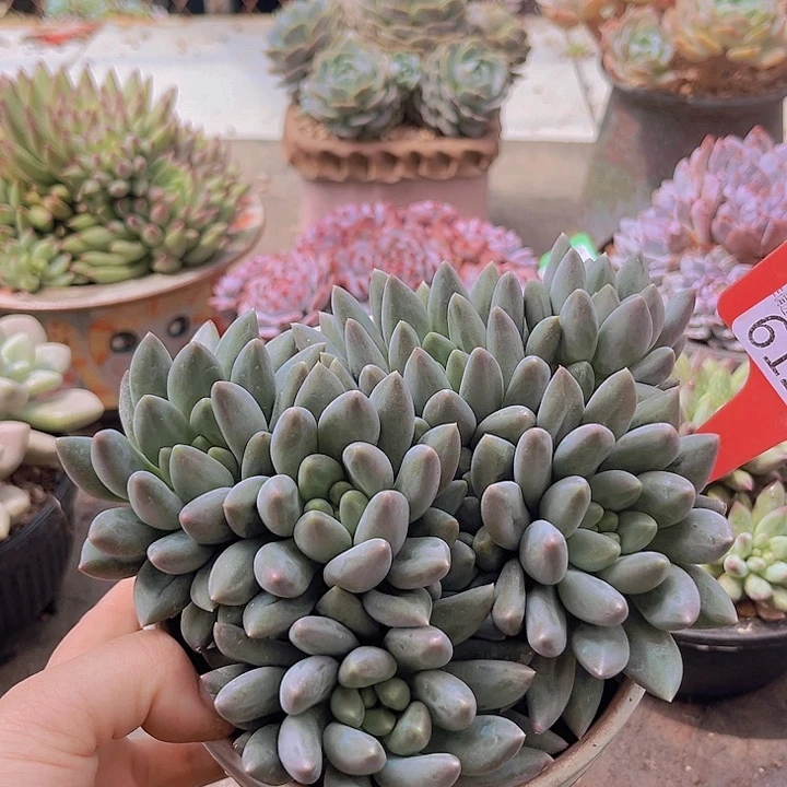 6125红蜻蜓有砍。
