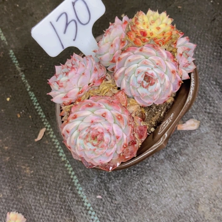 友家多肉一物一拍130