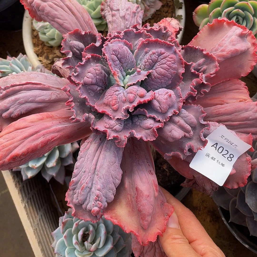 男爵人多肉多肉028