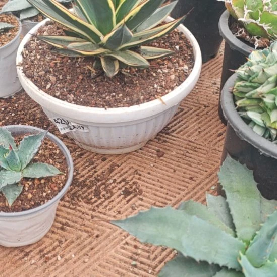 蓝光精品龙舌兰小苗种子播种