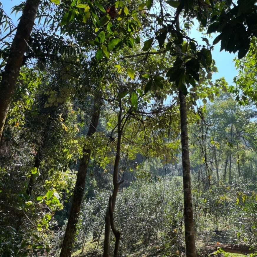 拙庸堂2025年易武极少树斗战春尾普洱茶生茶