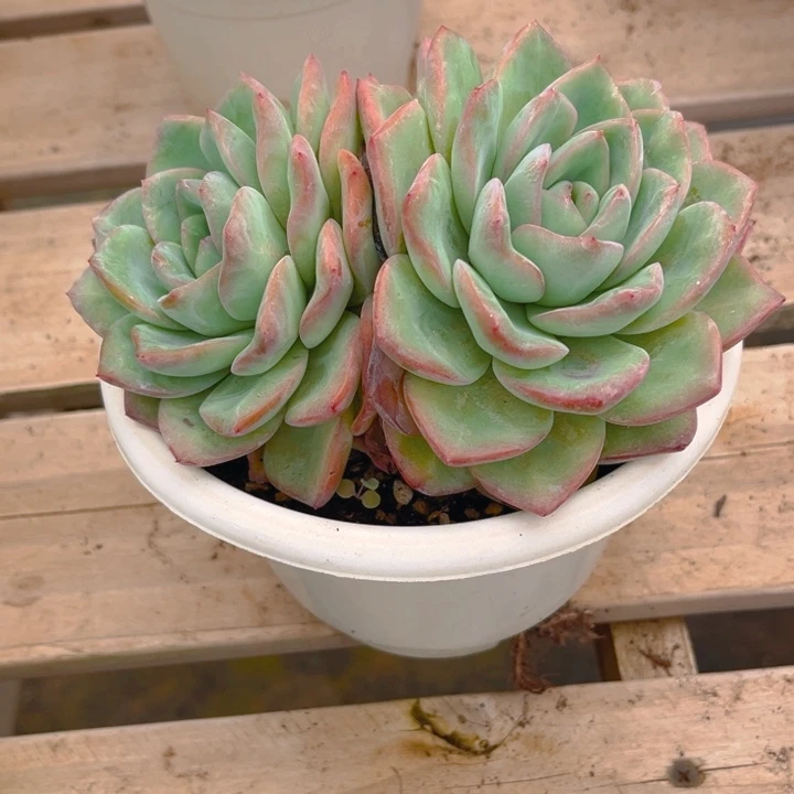 静***颜泡芙多肉植物3 9 5