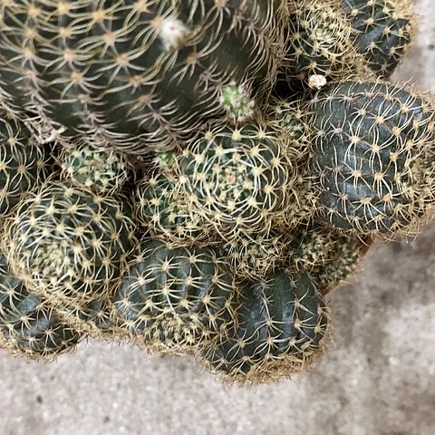 多色丽花，2689000