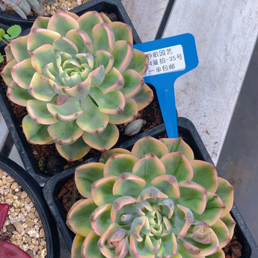 0615-44-泪无痕锦大单头一颗