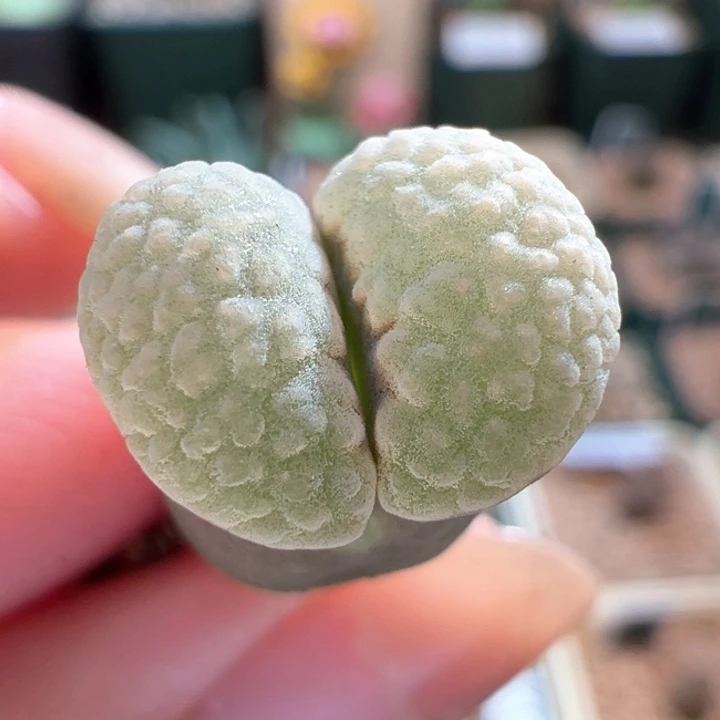 A373.  优选腰子窗麒麟窗感雪花磁铁。