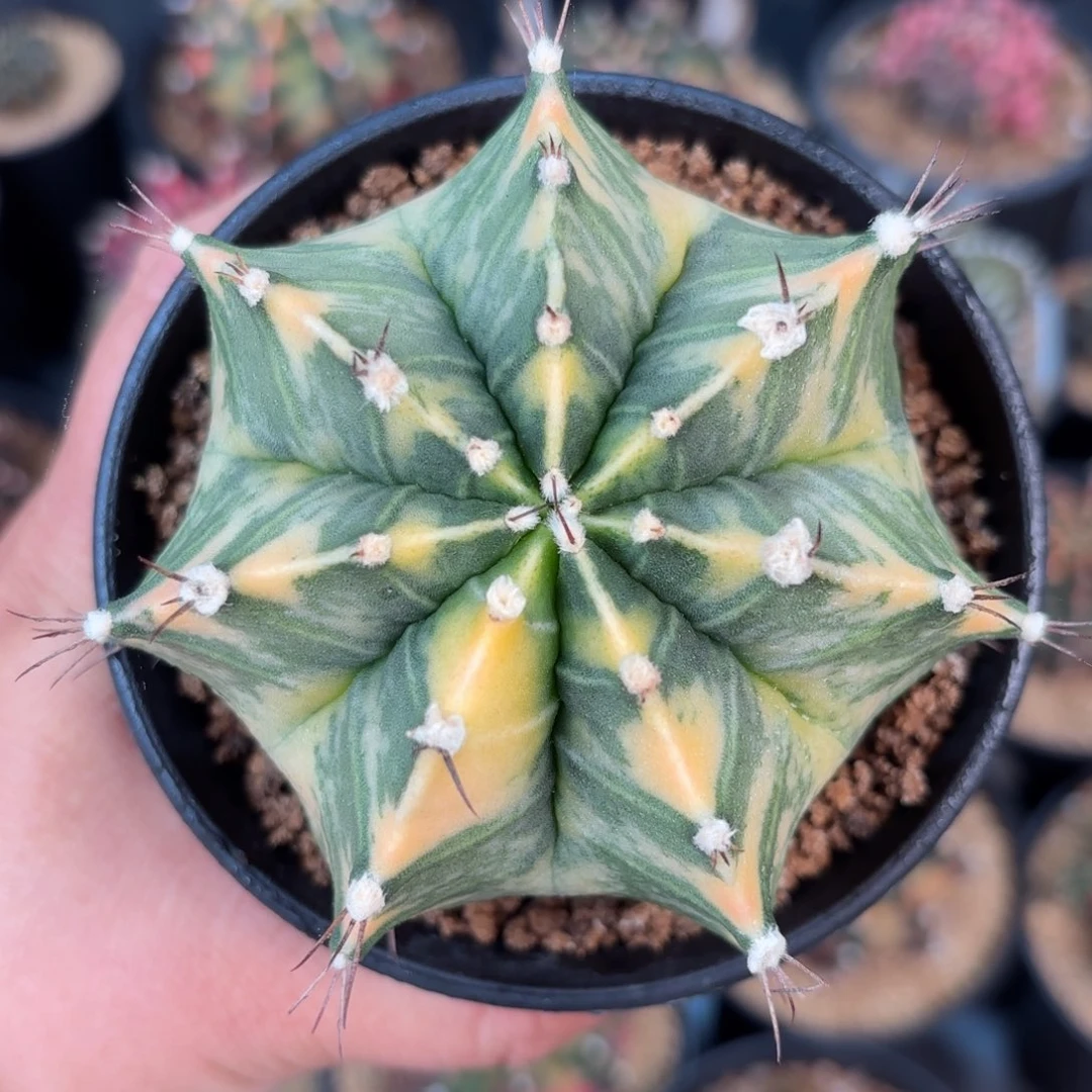 泰系米哈实生仙人球2号