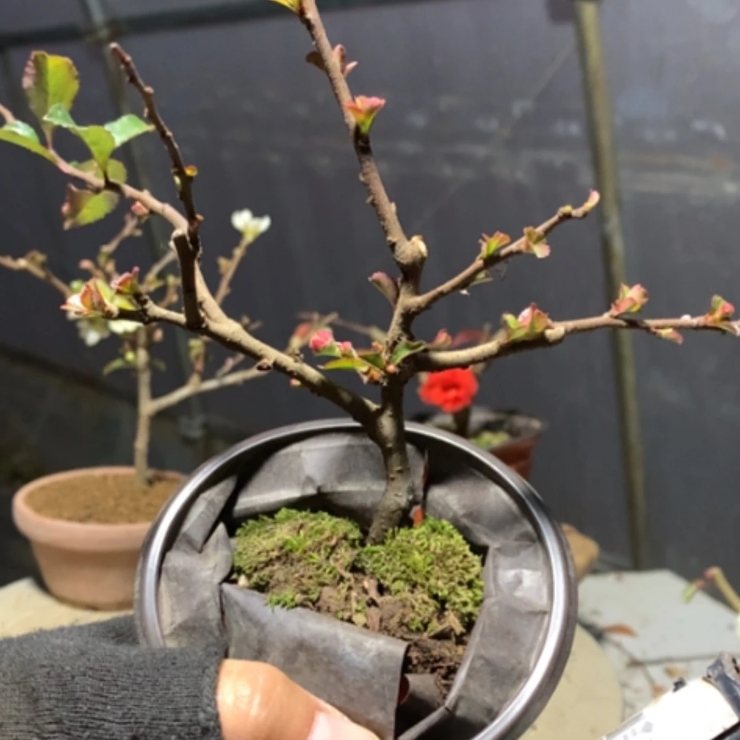 【闪购商品】风原生小品