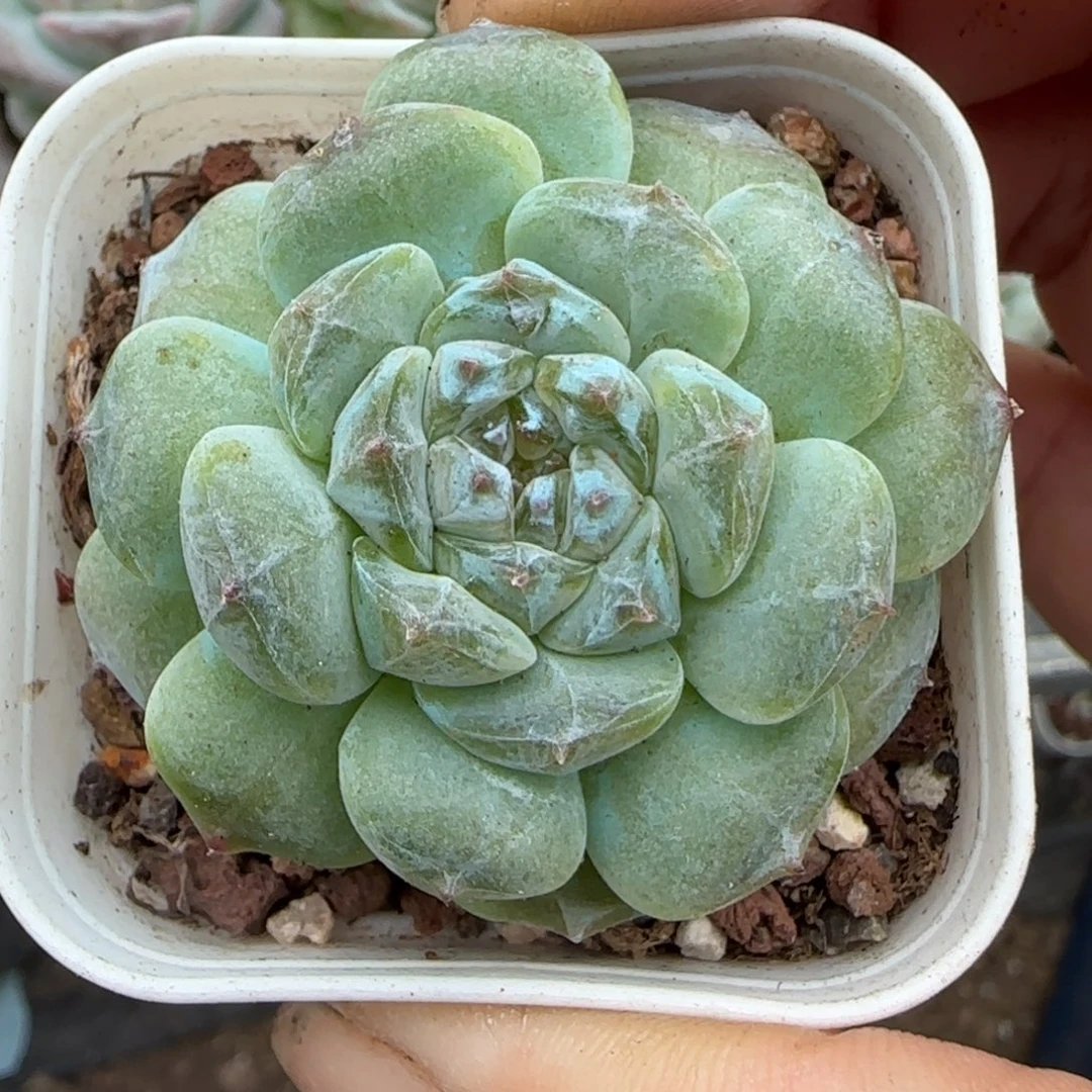 小卡拉米糖心一物一拍23-84