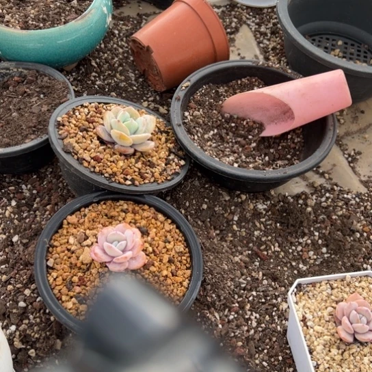 奶茶 2棵 夏鸣园艺