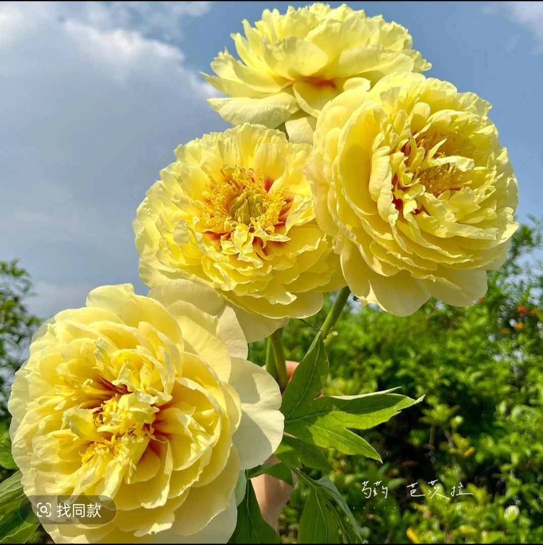芭茨拉芍药原颗苗基地直发