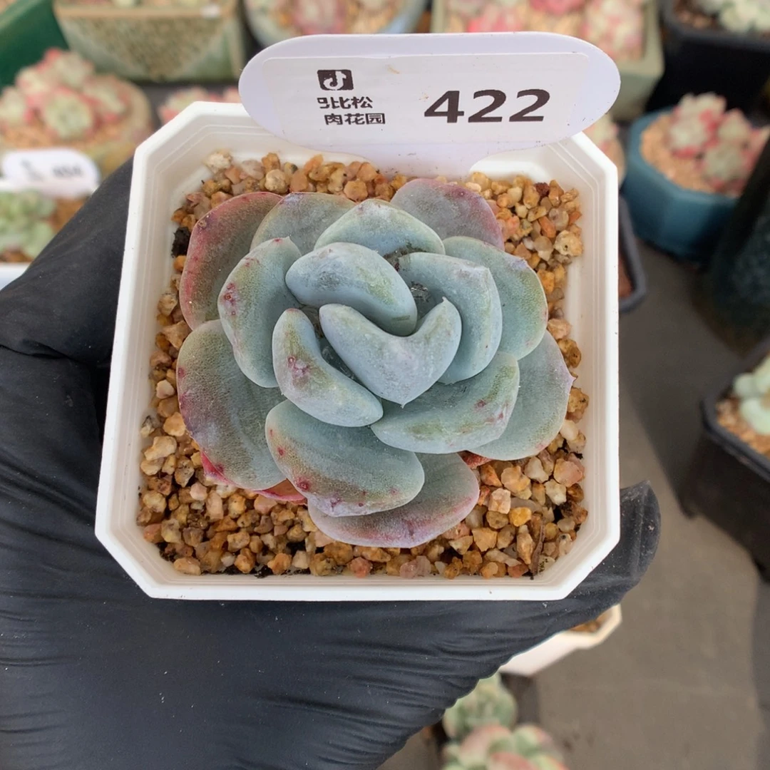 422 灭心冰玉石化多肉