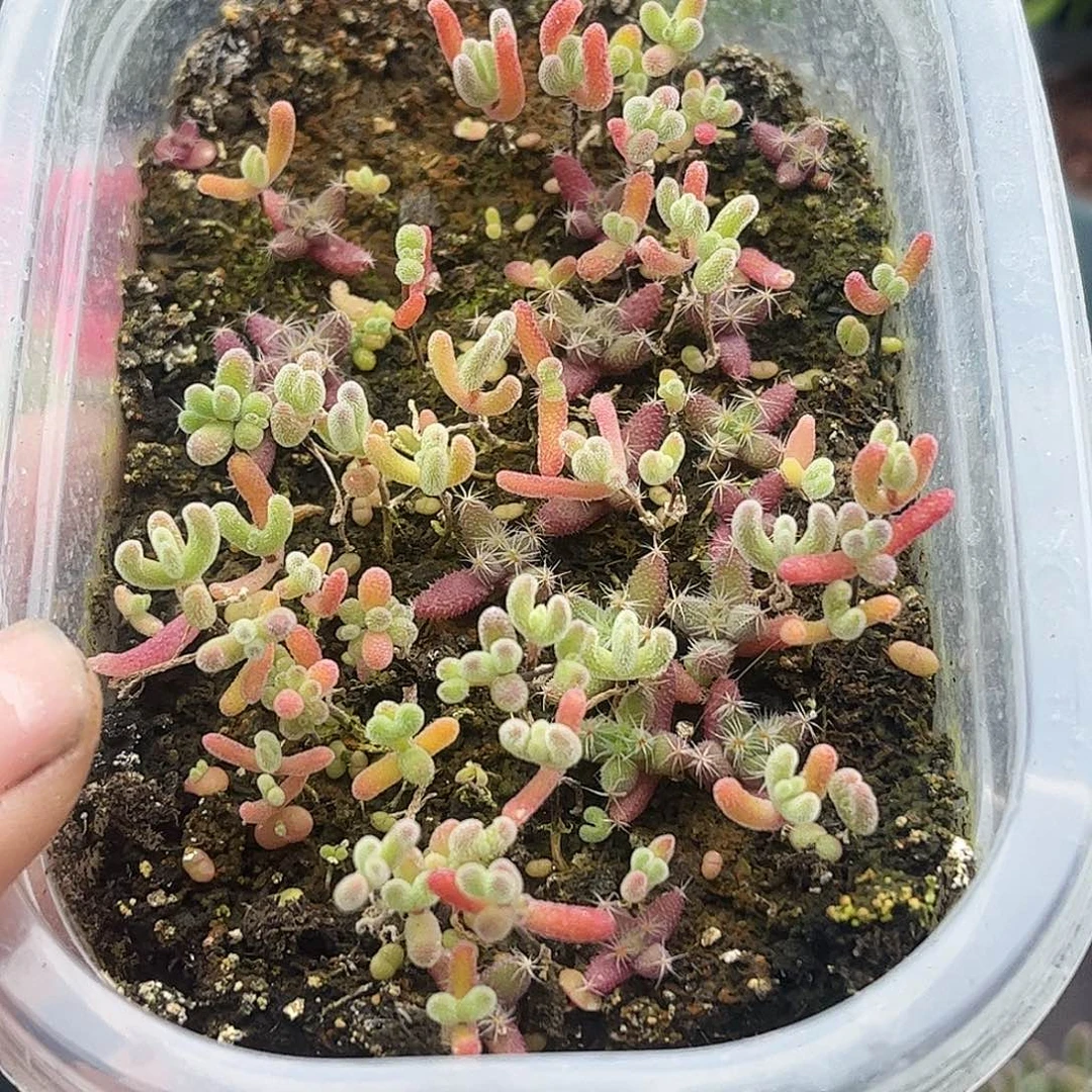 11混播切糕优选枝干番杏