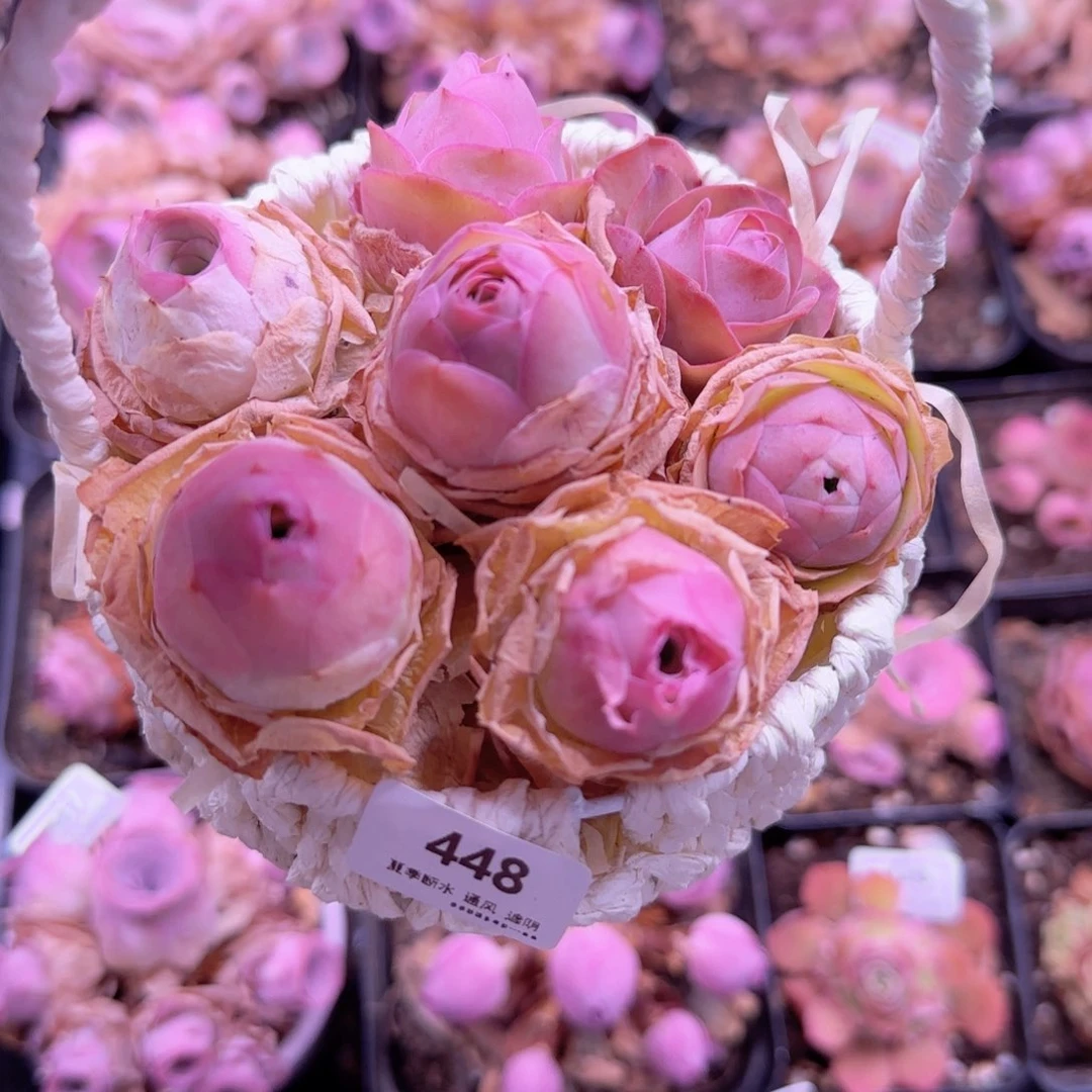 半城玫瑰十厘米精致小花蓝448