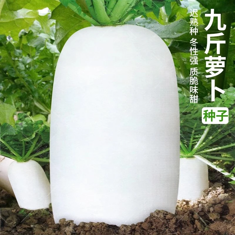 【满五包包邮】特大白萝卜种籽大全秋播九斤王白皮萝卜种子樱桃