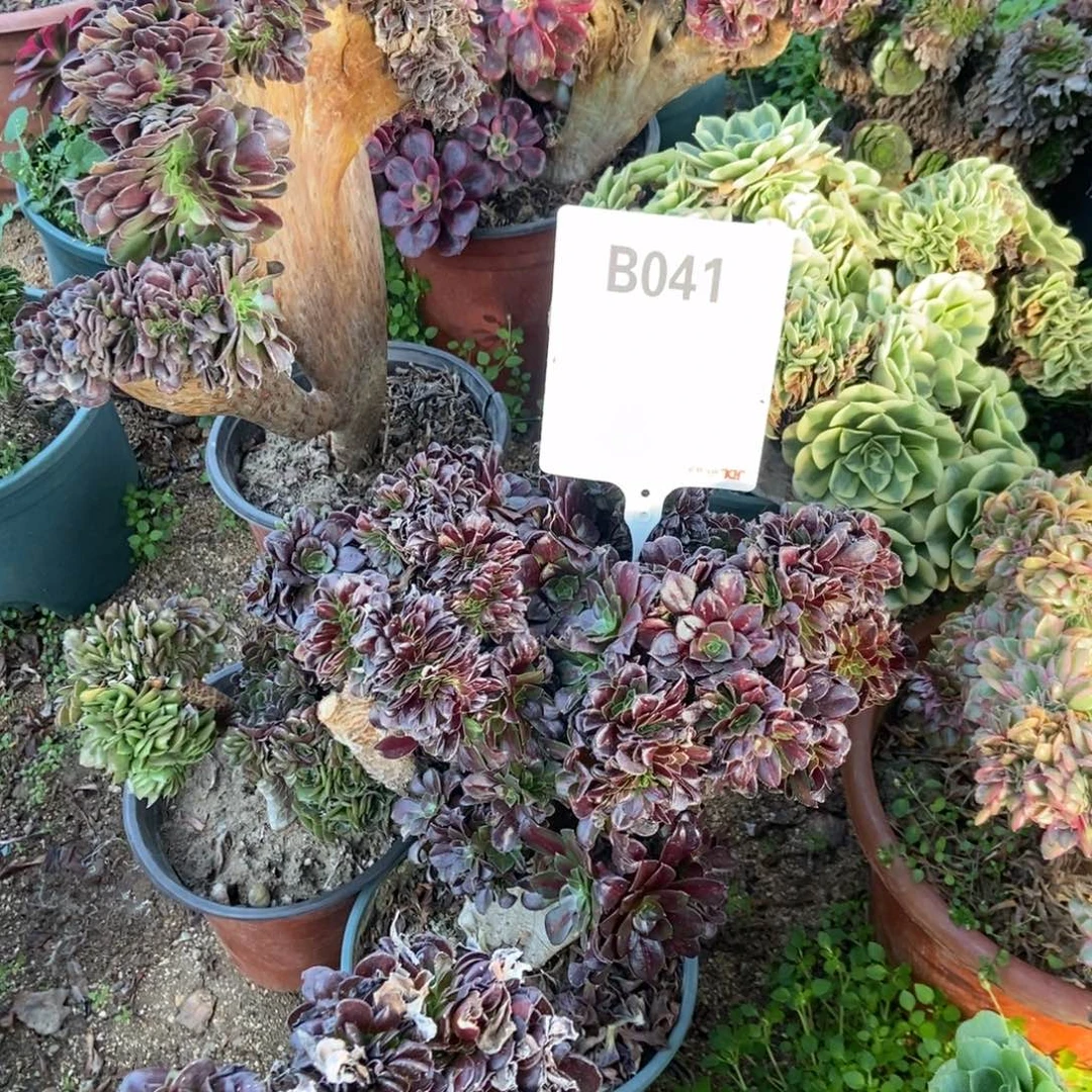 诺***诺B041法师干伤处理