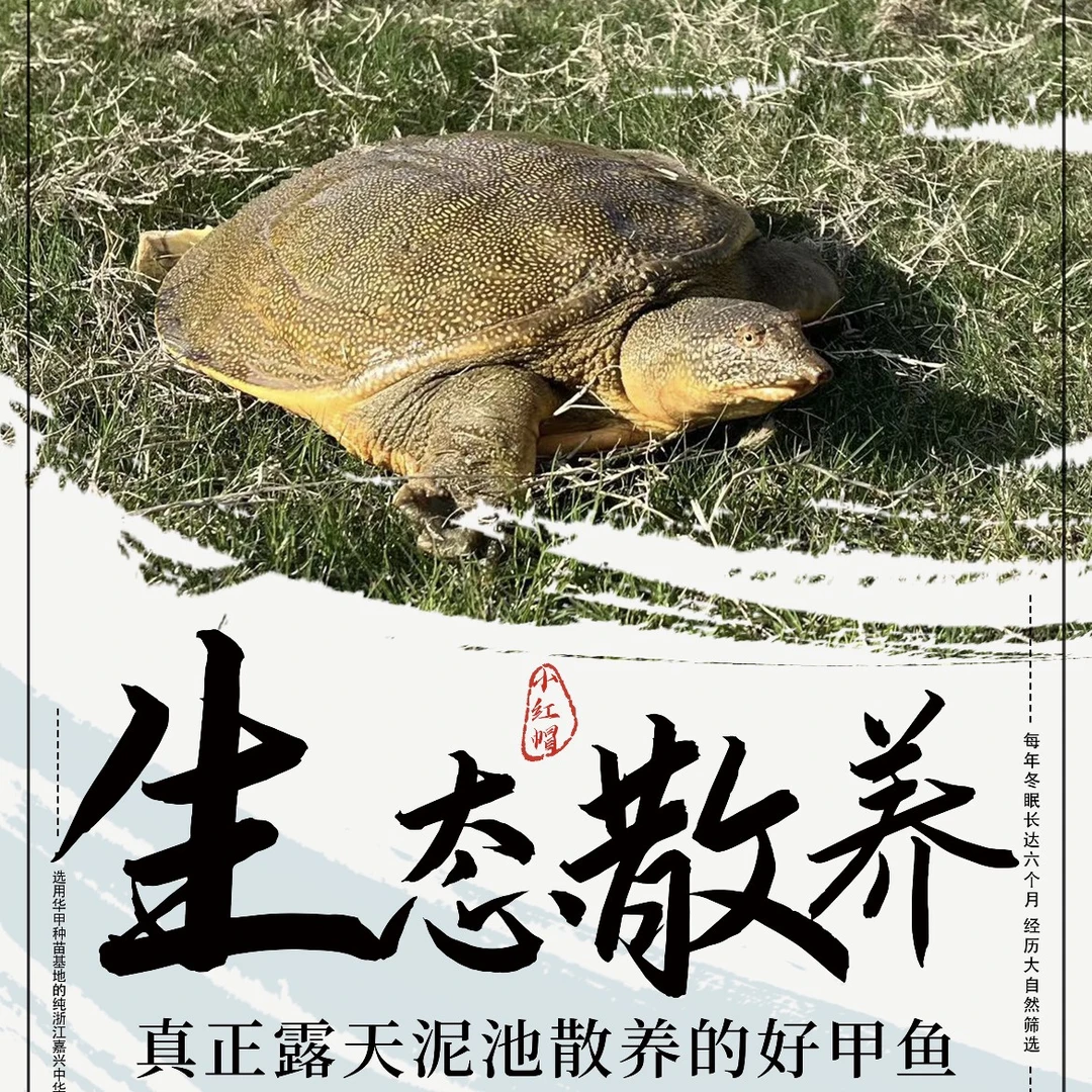 外塘中华鳖生猛青背青黄水鱼到家