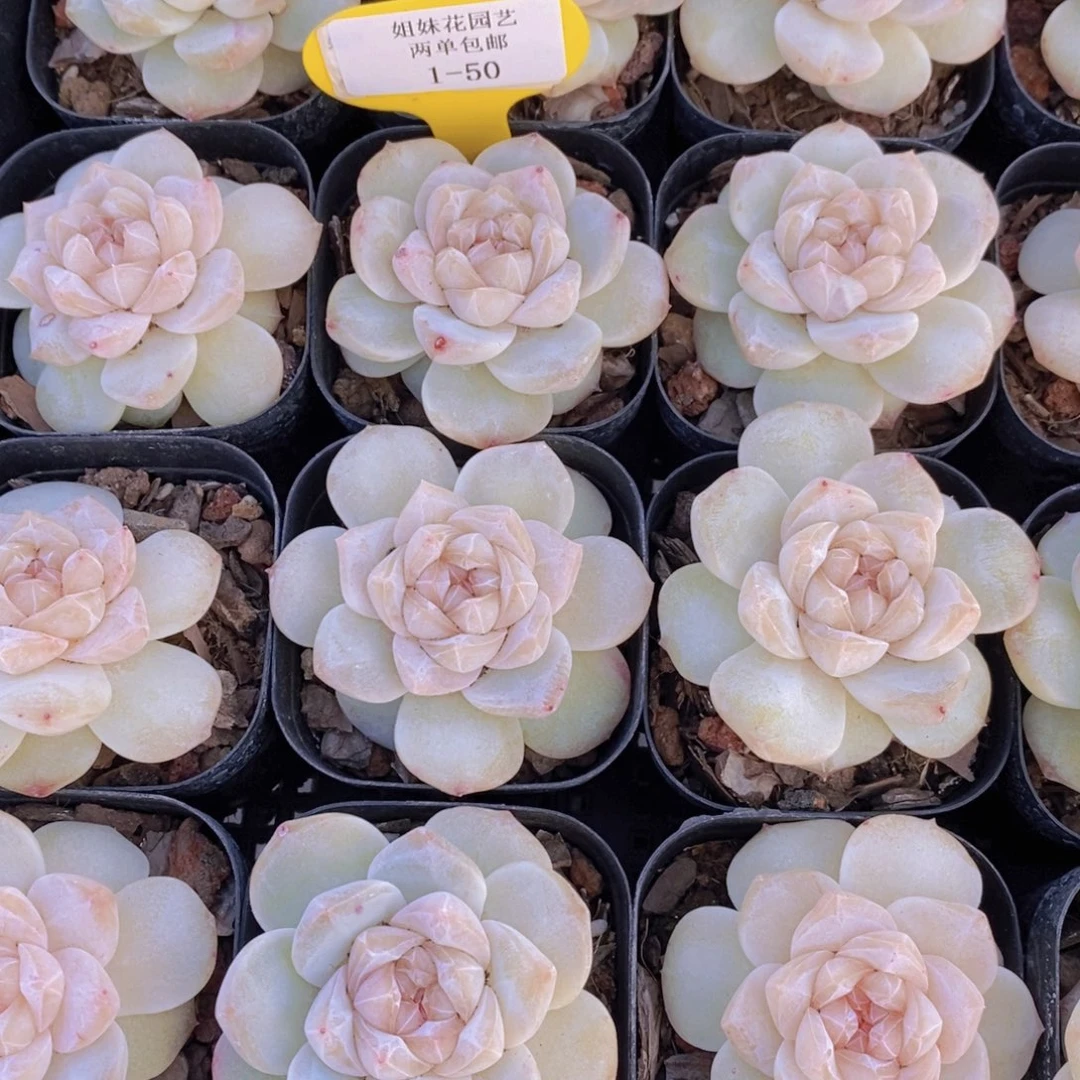 1-50-精品玫瑰花粉钻单头一个