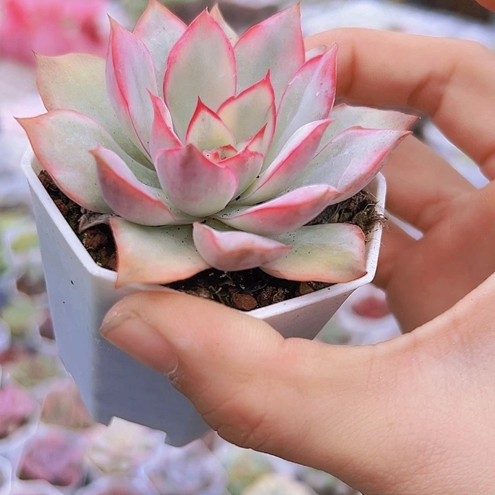 月光女神锦多肉植物