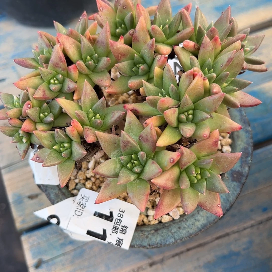 绿菊一物一拍3139