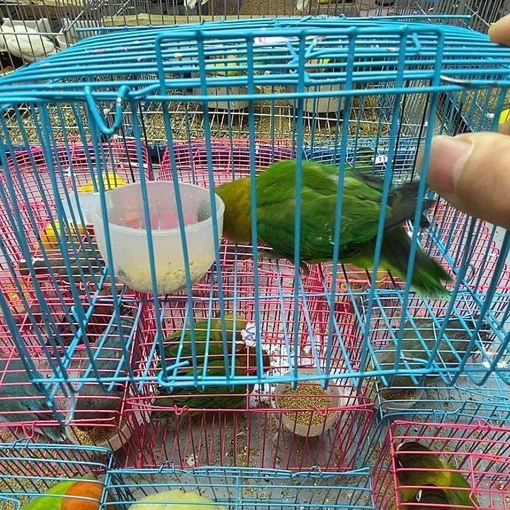 小***程虎皮鹦鹉棕头一只