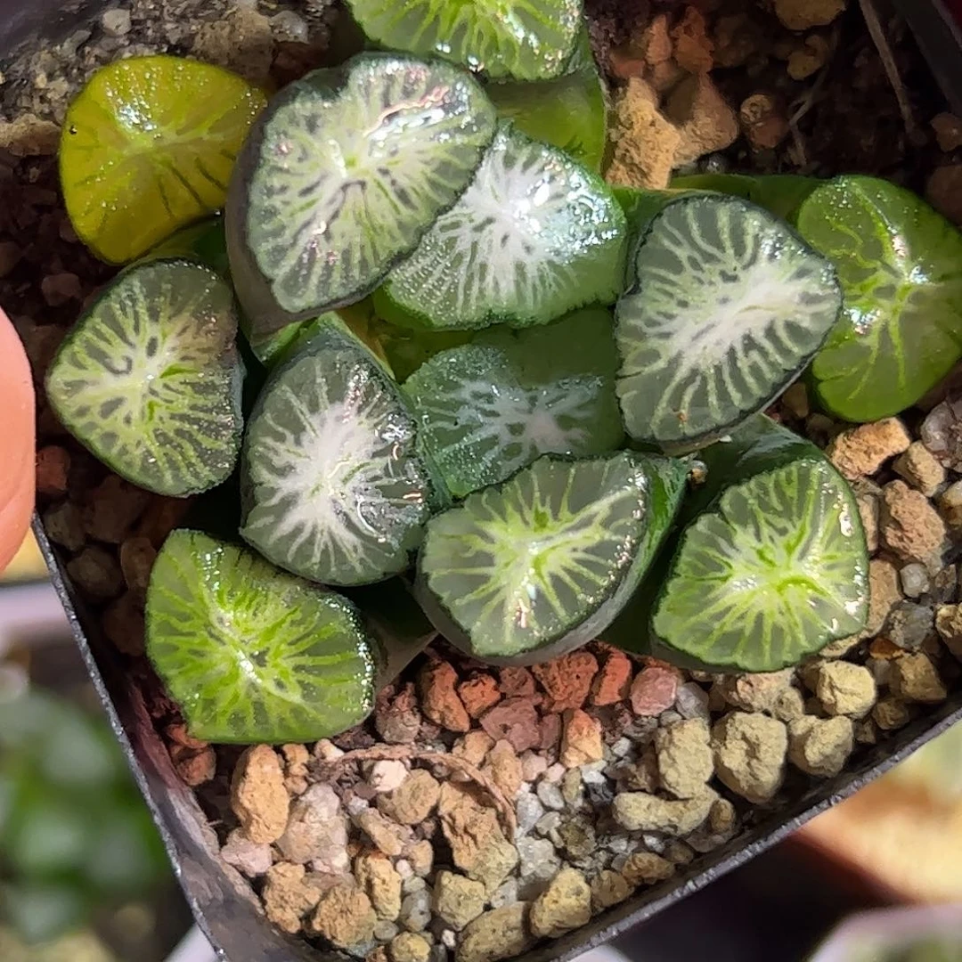 白妙优选十二卷多肉植物
