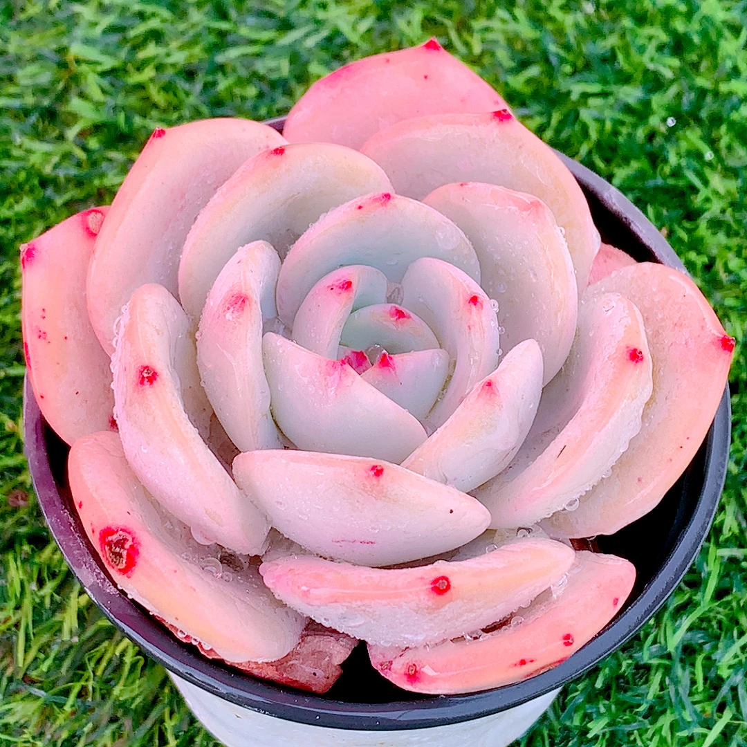 抹茶单头精品多肉植物盆栽阳台花卉易养好养一单包邮