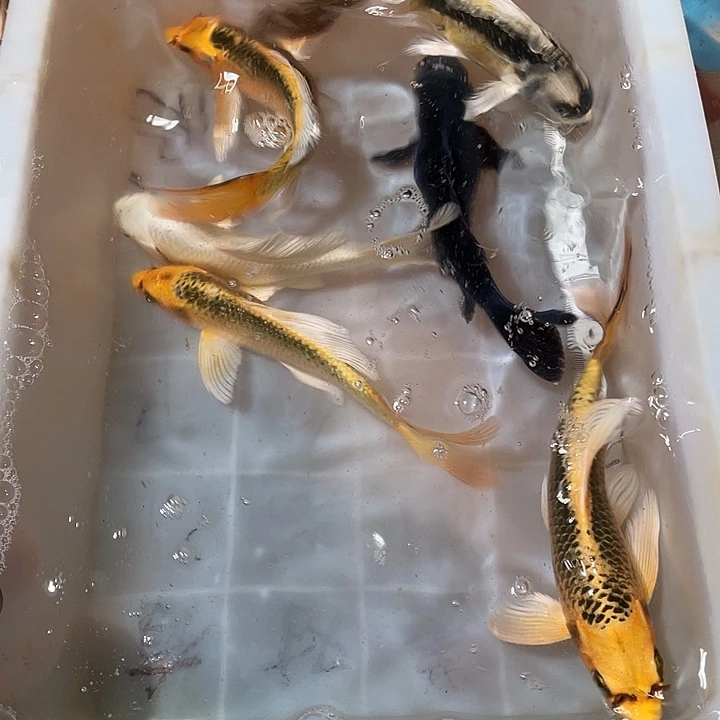 西***站蝴蝶鲤鱼渔场直发125