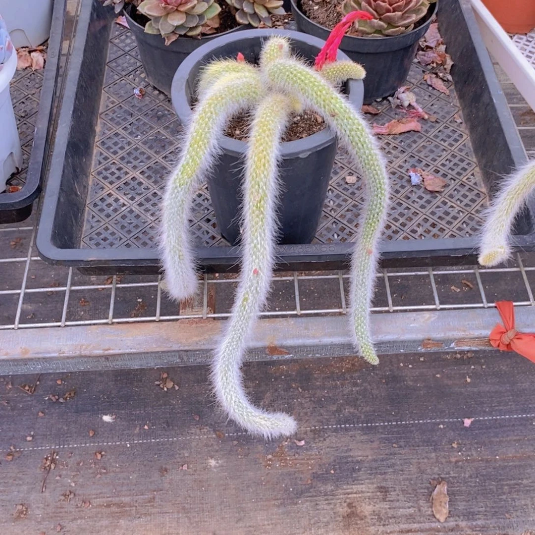 九尾狐 多头群生