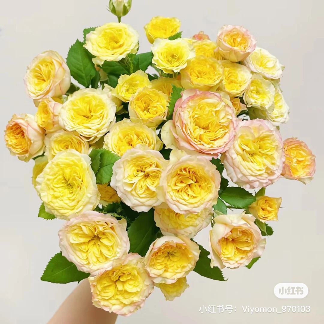 【玫瑰】测试4号 任拍三单顺丰空运包邮鲜切花家居花店插花