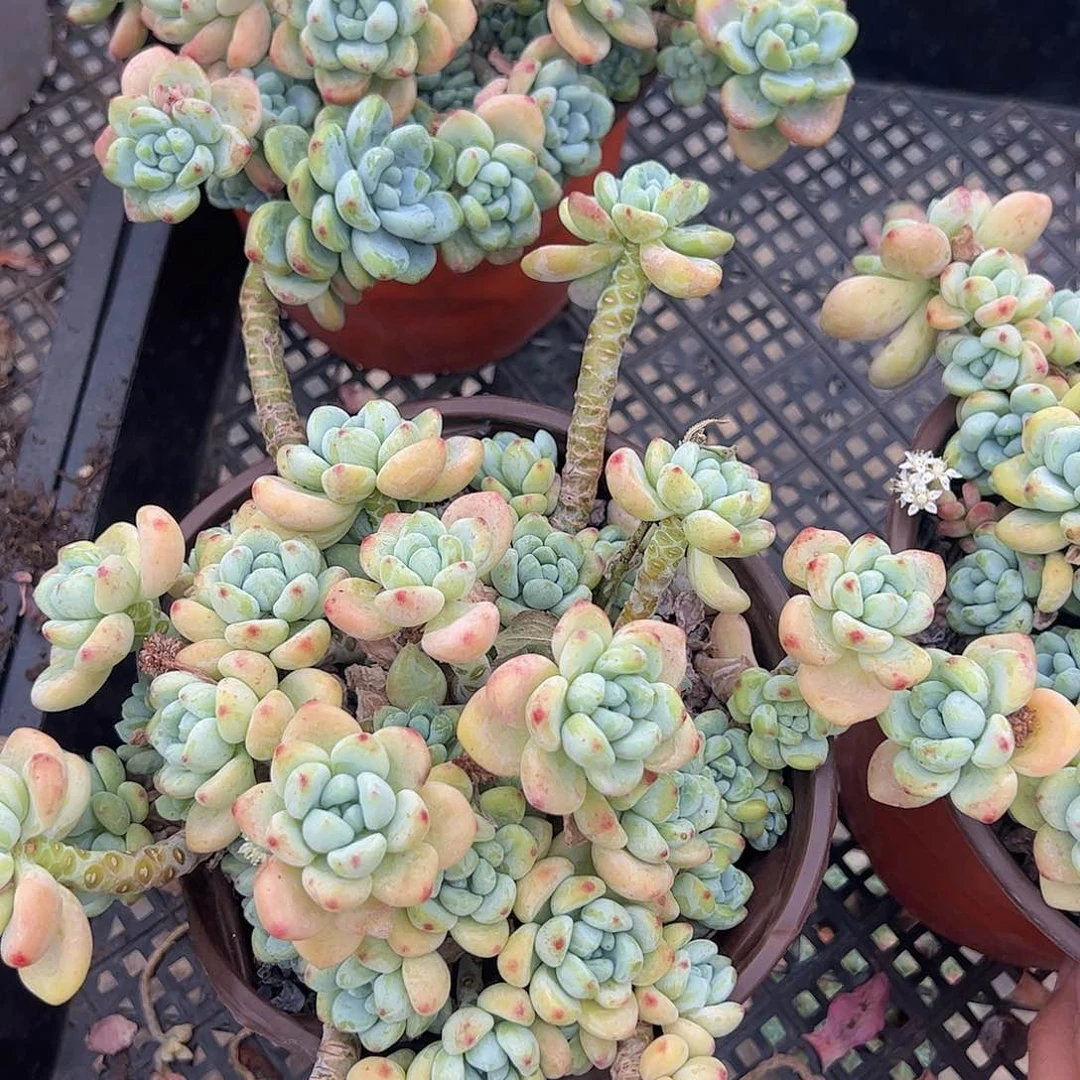 多头大盆群劳尔一盆