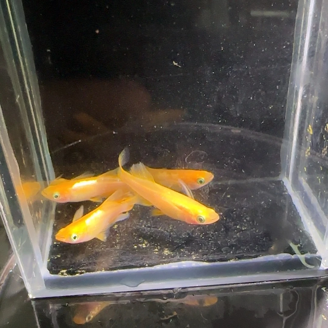 青鳉鱼观背青鱂一物一拍101