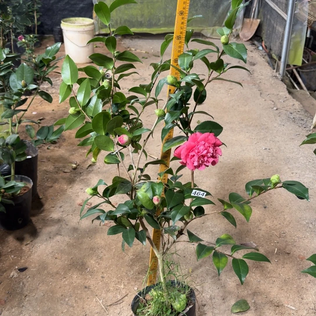 少量花朵（建议范围：2朵-5朵 或40%以下）464彩虹天使