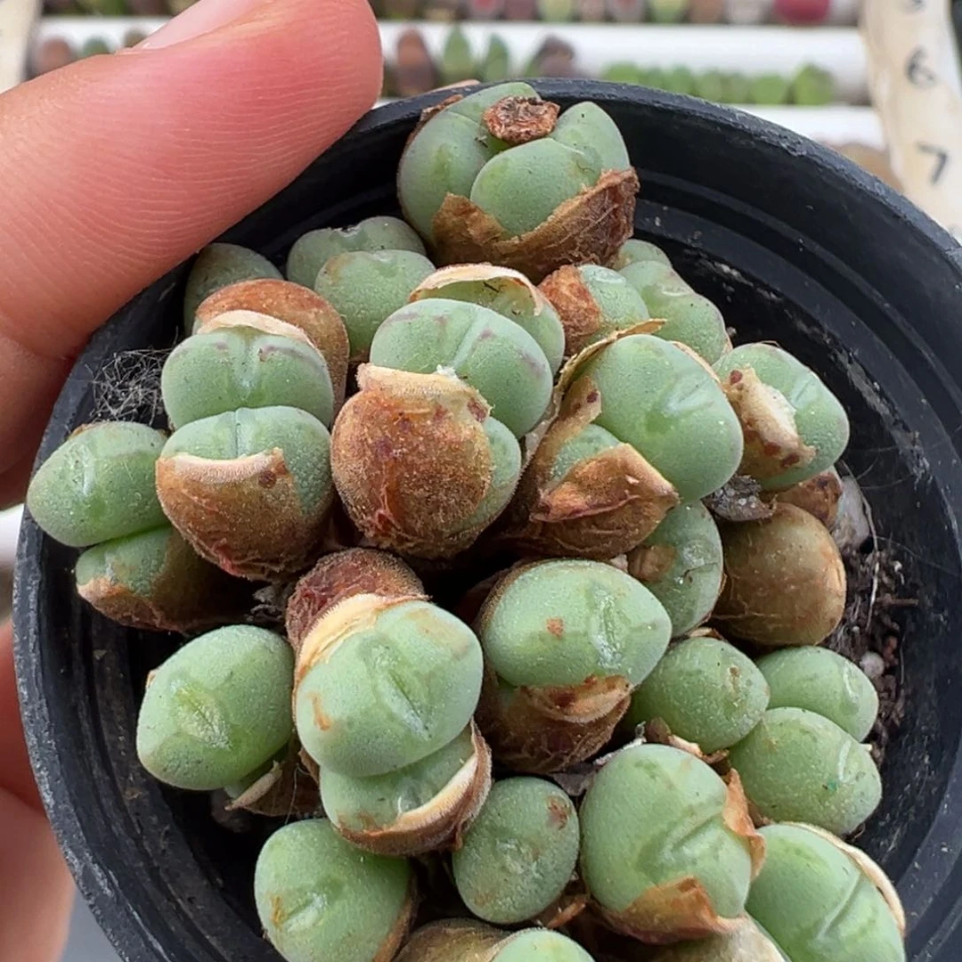 叫***呀6.28好看的多肉脱土发货