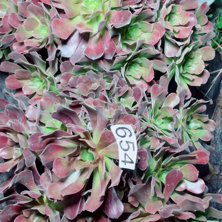 多肉植物组合654