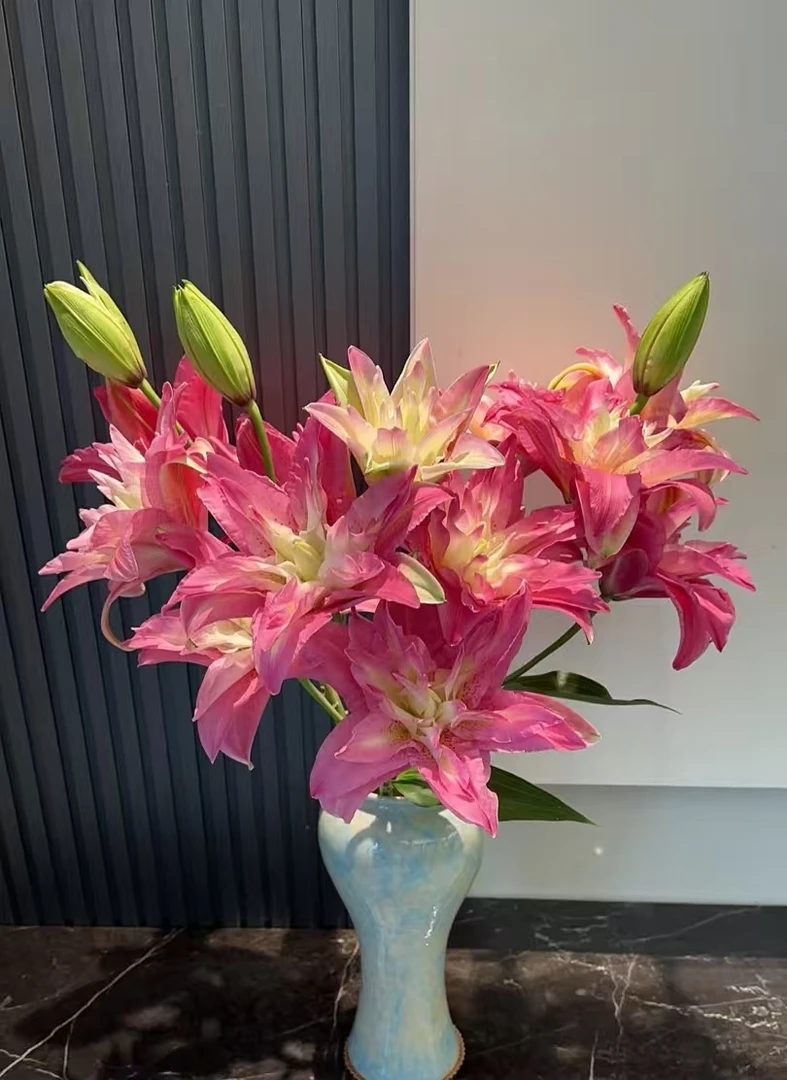 宝莲灯重瓣百合