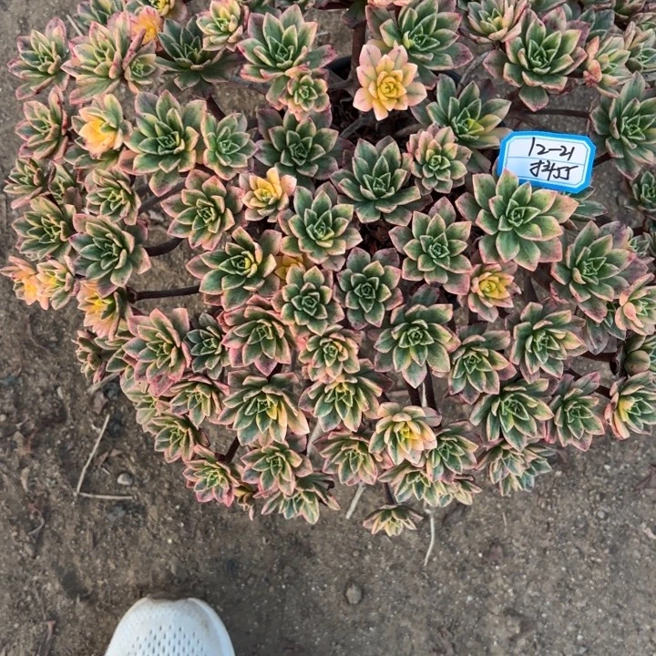 冉***儿甜茶多肉法师不包损55