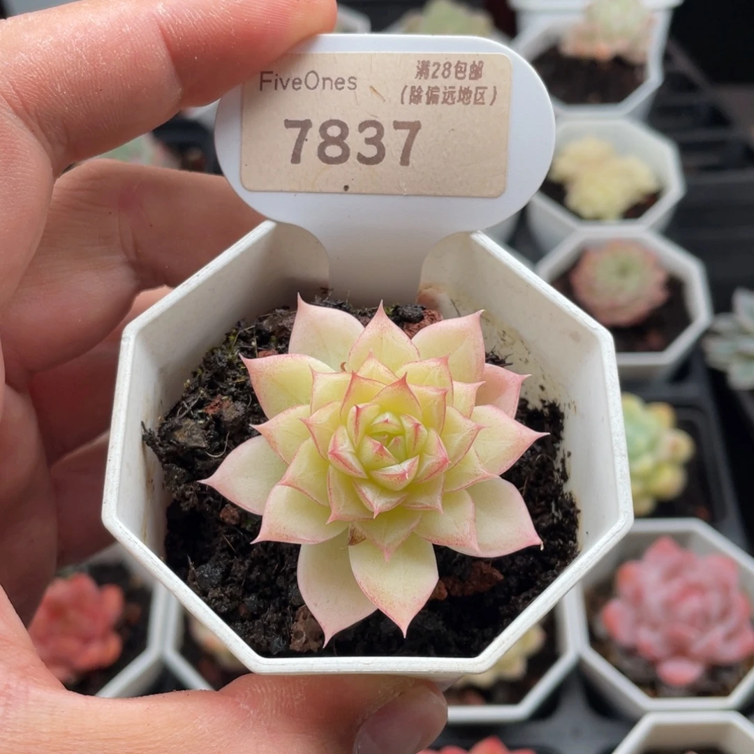 女王麦7837-4.5厘米